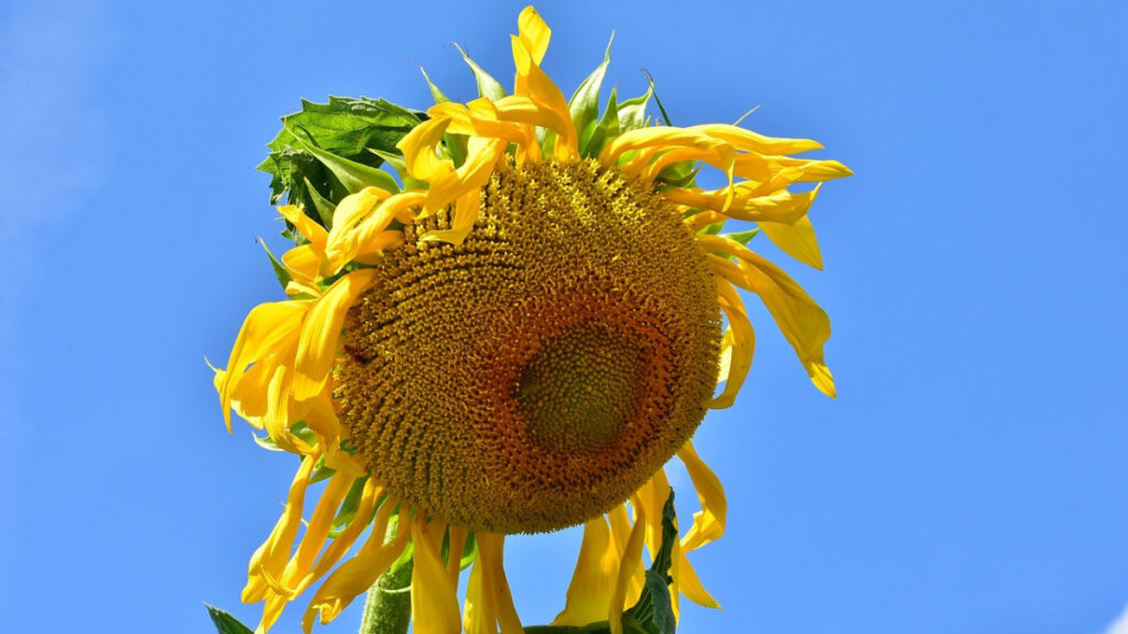 Verwelkende Sonnenblume vor blauem Himmel als Symbol für Frust, Kritik und wütende Erfahrungsberichte über Microsoft Azure