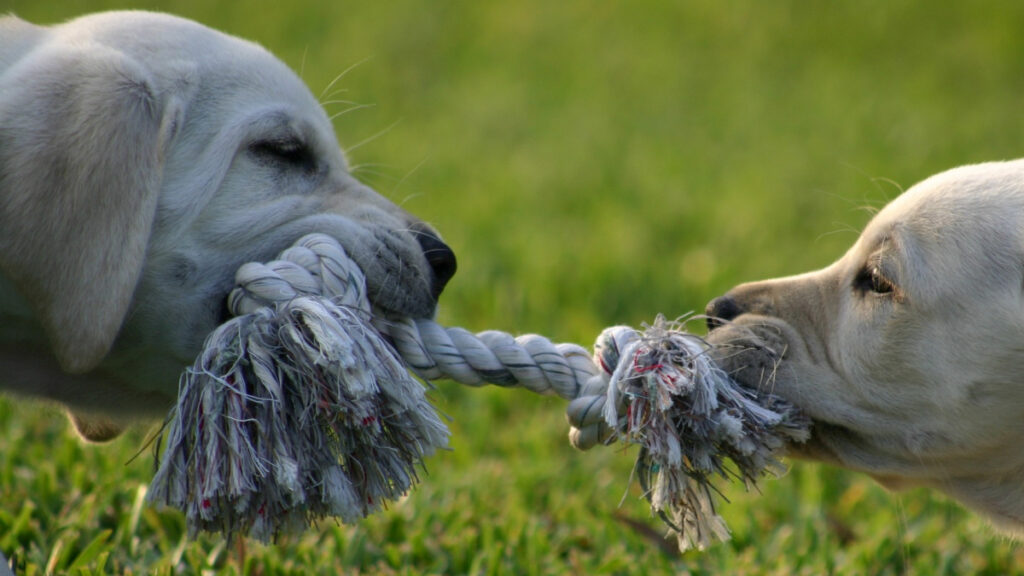 Zwei Hunde ziehen an einem Seil als Symbol für Konflikte im Pull Request, Code Review und respektvolle Zusammenarbeit im Entwicklerteam