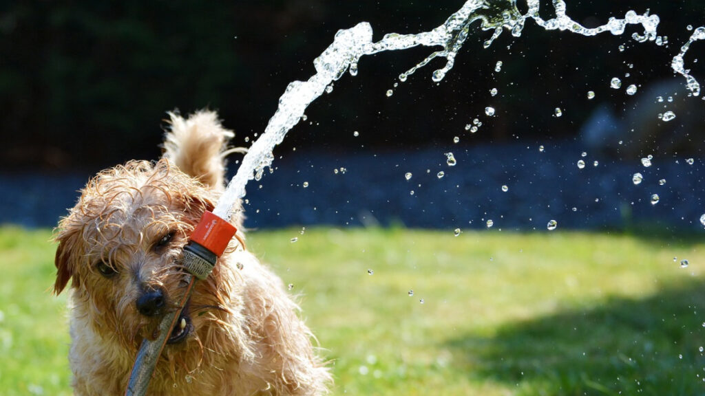 Hund spielt auf grüner Wiese mit Wasserschlauch als Symbol für Scrum-Abenteuer, agile Experimente und Dynamik im Greenfield-Projekt